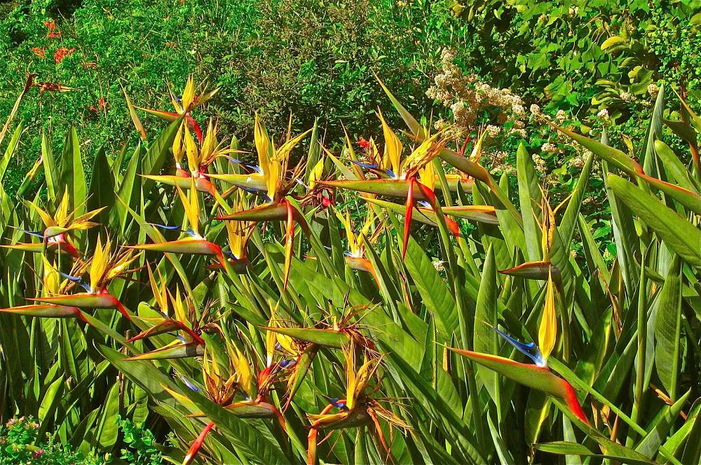 strelitzia-reginae-mandela-s-gold-bird-of-paradise